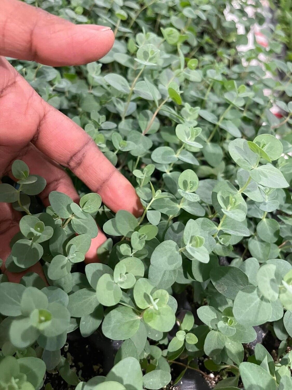 Eucalyptus Baby Blue