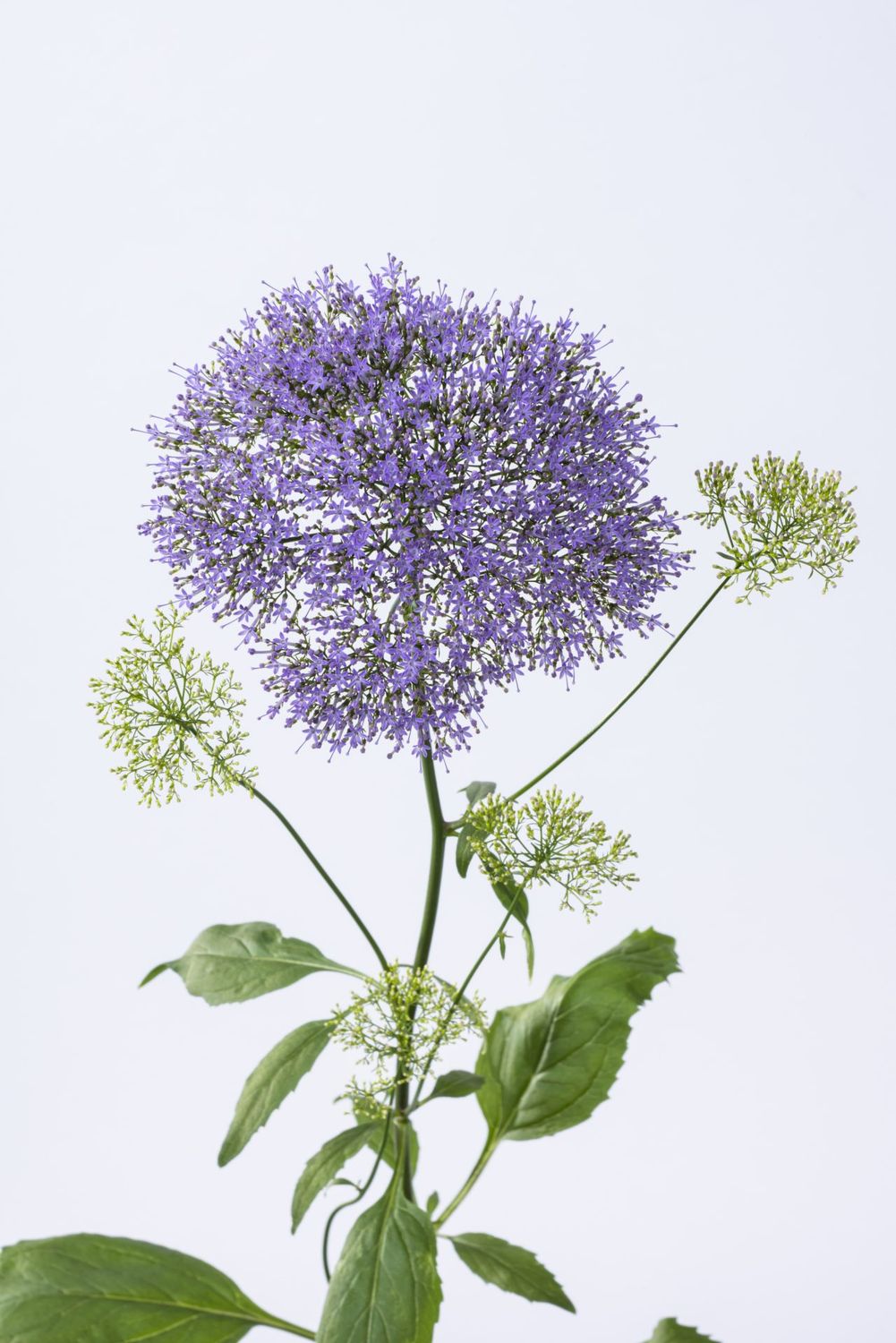 Trachelium Lake Michigan Blue