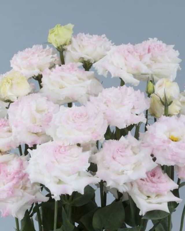 Lisianthus Voyage 2 First Love