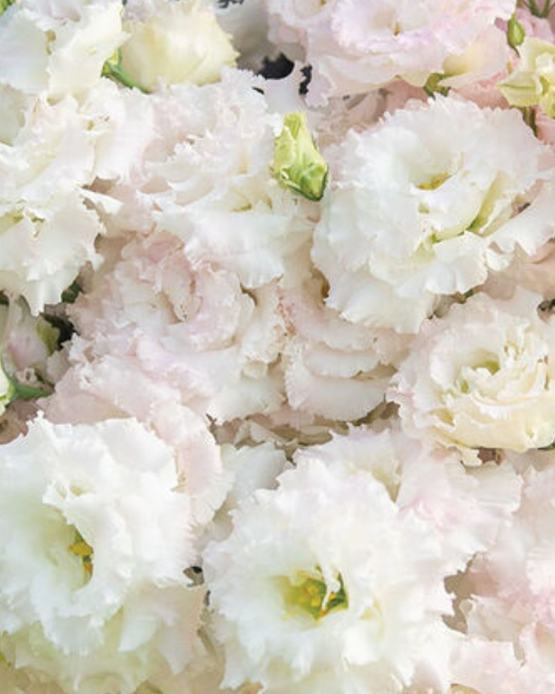 Lisianthus Voyage 2 First Love