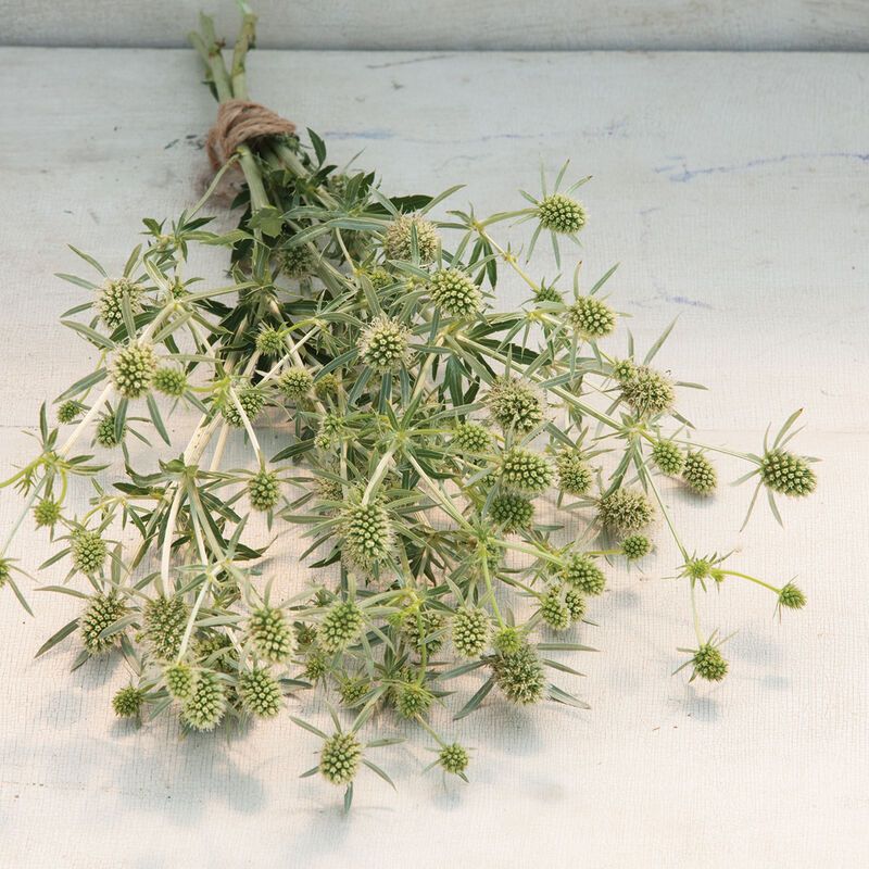 Sea Holly (Eryngium Planum White Glitter)