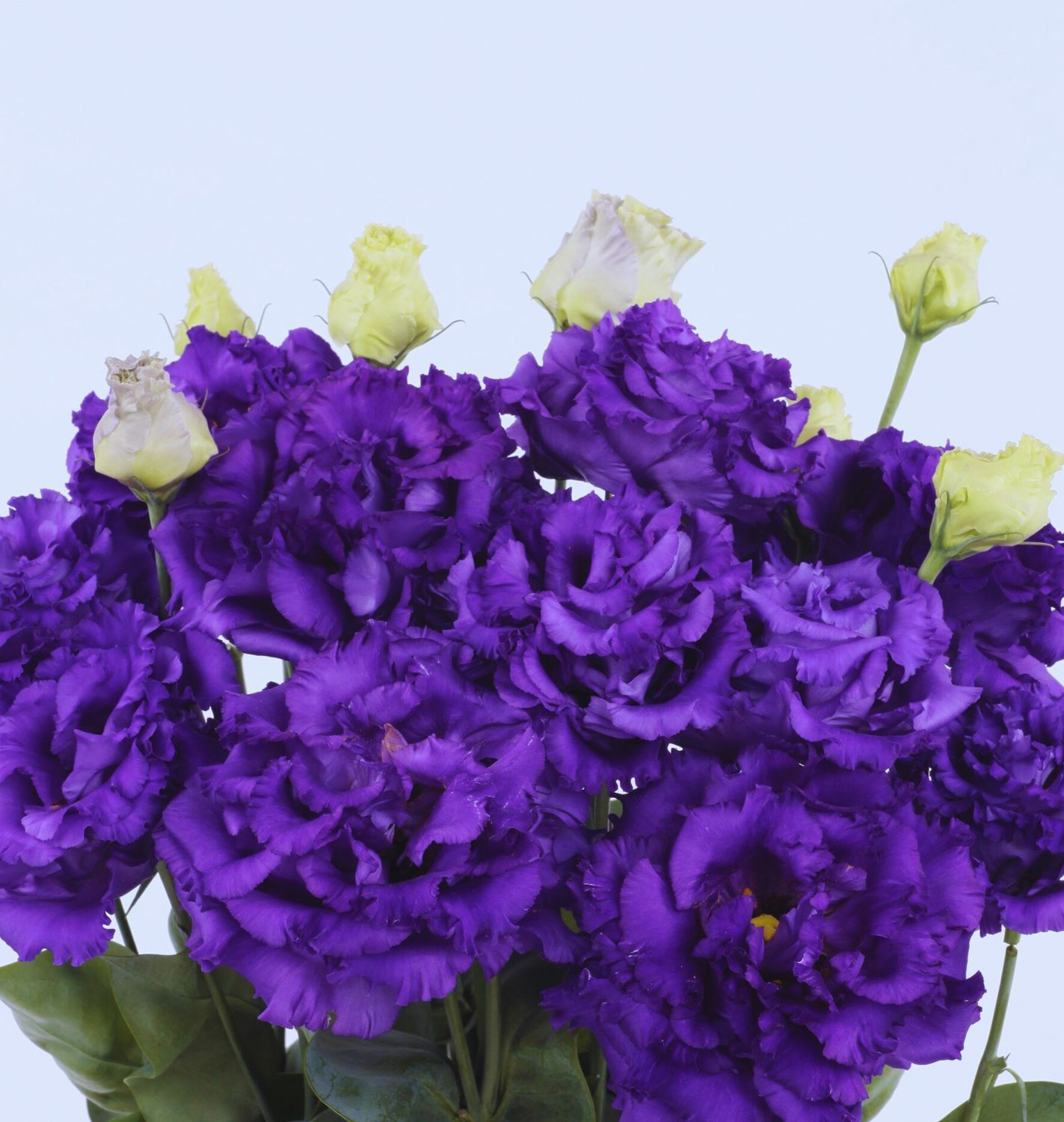 Lisianthus Voyage2 Blue II