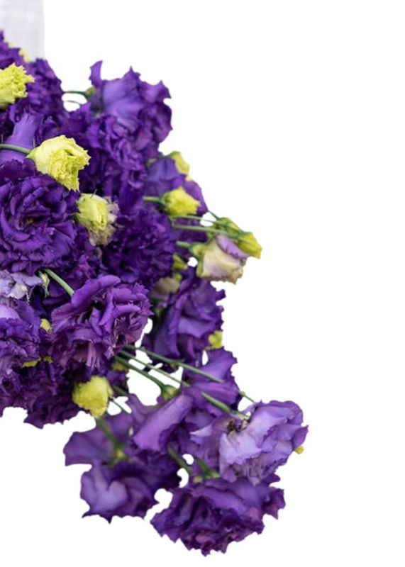 Lisianthus Voyage2 Blue II