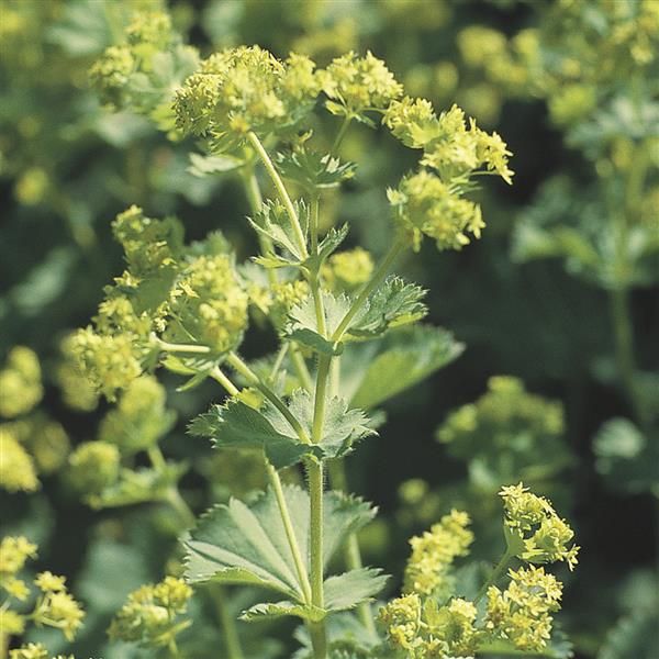 Lady's Mantle (Alchemillia)