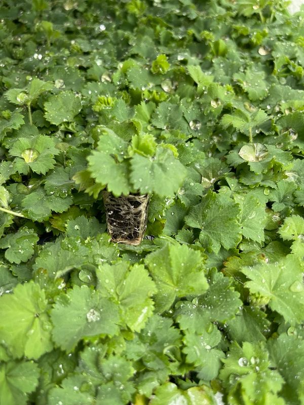 Lady's Mantle (Alchemillia)