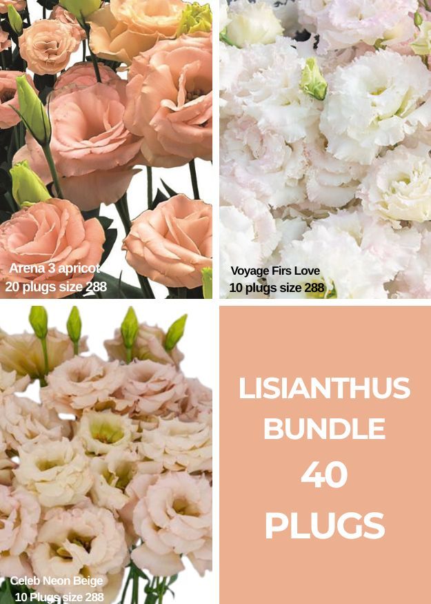 Lisianthus Bundle -First Love 2 , Arena 3 Apricot &amp; Celeb 1 Neon Beige