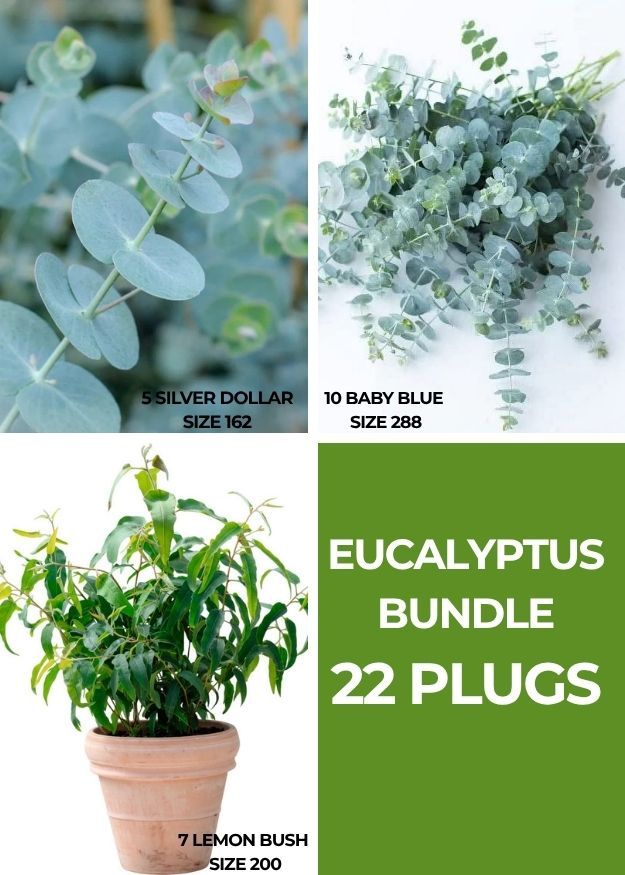 Eucalyptus Bundle