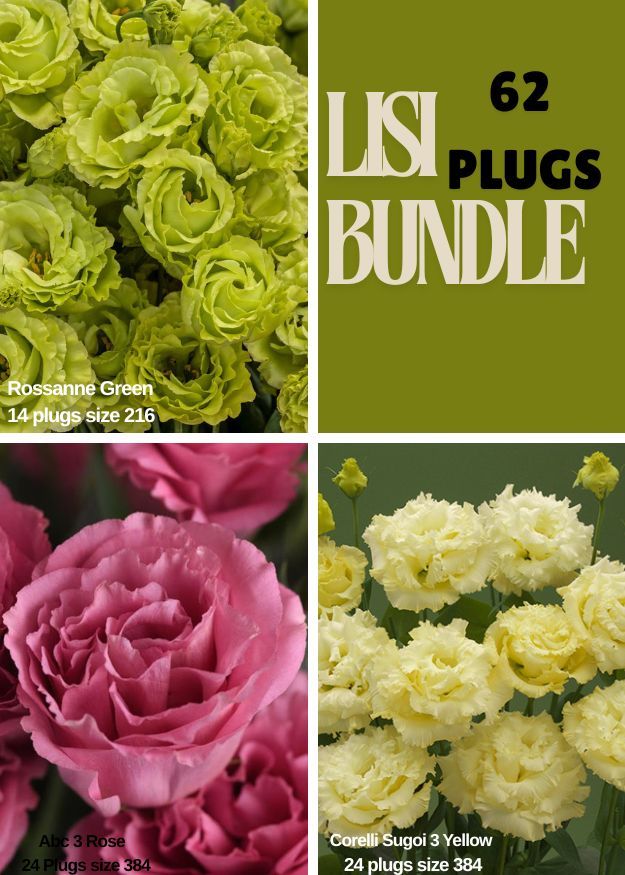 Lisianthus Bundle -Rosanne 2 Green, Corelli Sugoi 3 yellow, Abc 3 Rose