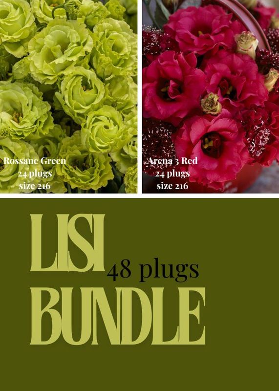 Lisianthus Bundle -Rosanne 1 Green , Arena 3 Red
