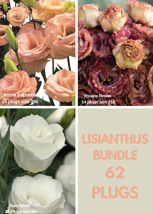 Lisianthus Bundle -Rosanne 3 Brown, Arena 3 Apricot, Flare White