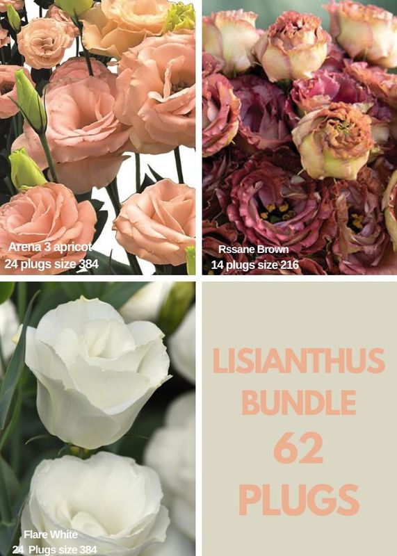 Lisianthus Bundle -Rosanne 3 Brown, Arena 3 Apricot, Flare White