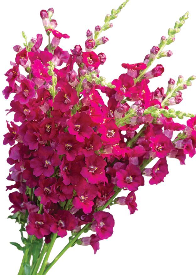 Snapdragon Chantily Purple