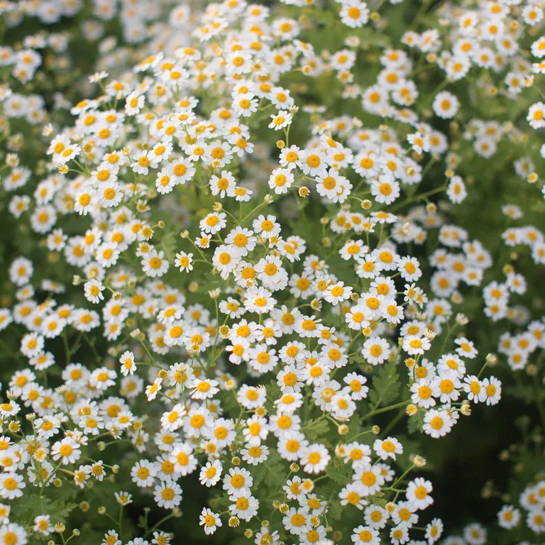 Feverfew - Vegmo Single