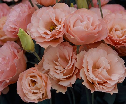 Lisianthus Arena 3 Apricot