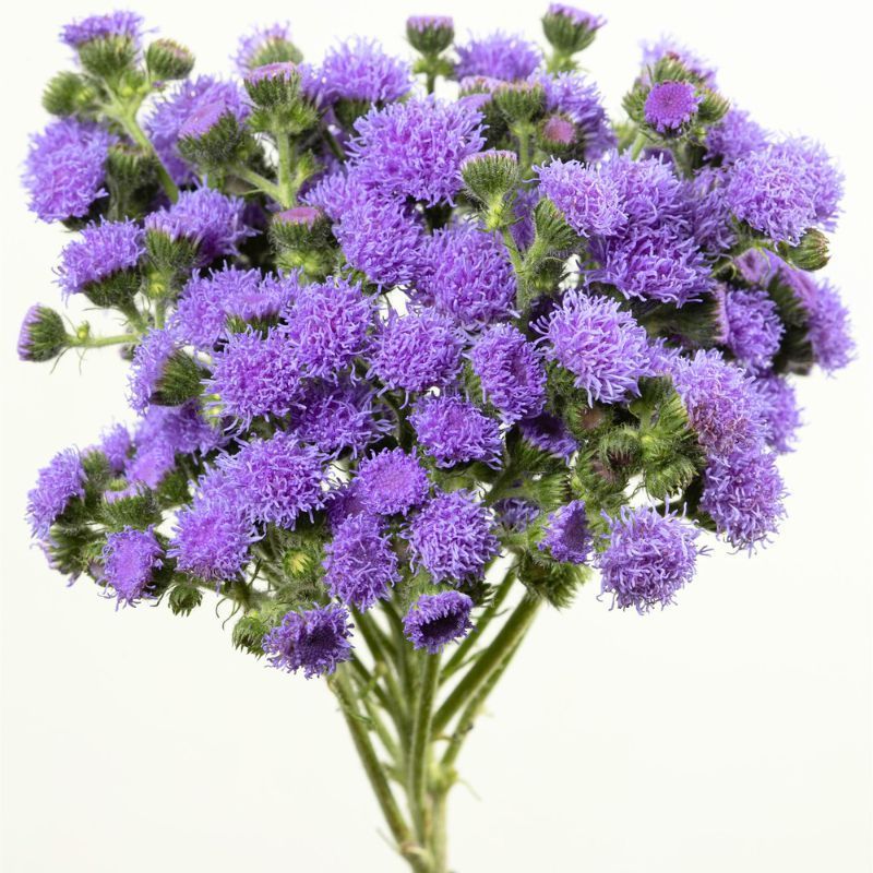AGERATUM JJ