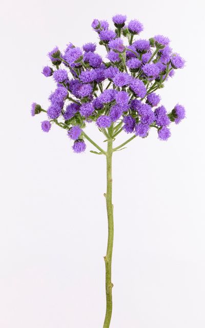 AGERATUM JJ