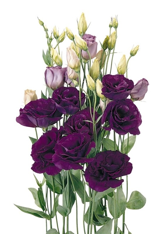 Lisianthus ABC 1 Purple