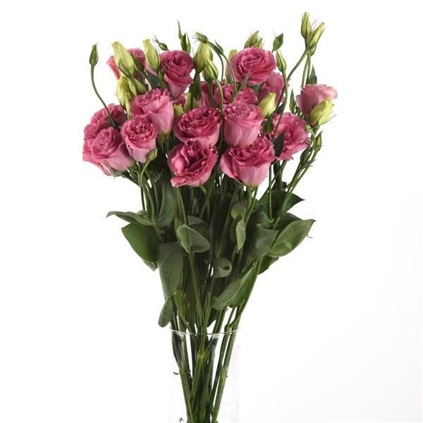 Lisianthus ABC 3 Rose
