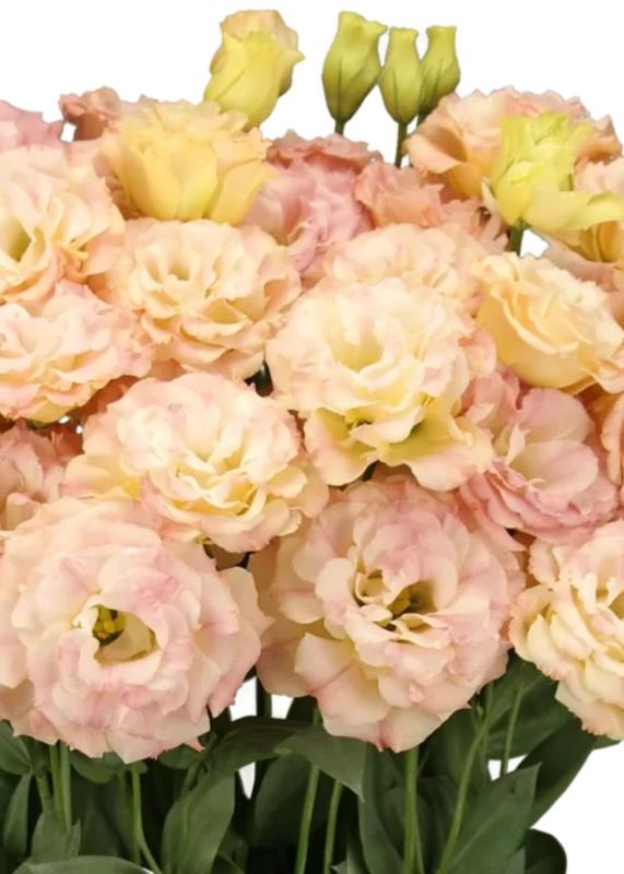 Lisianthus Elegance 3 Mango