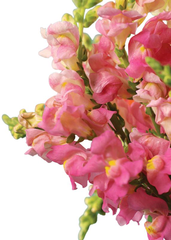 SNAPDRAGON ROCKET PINK