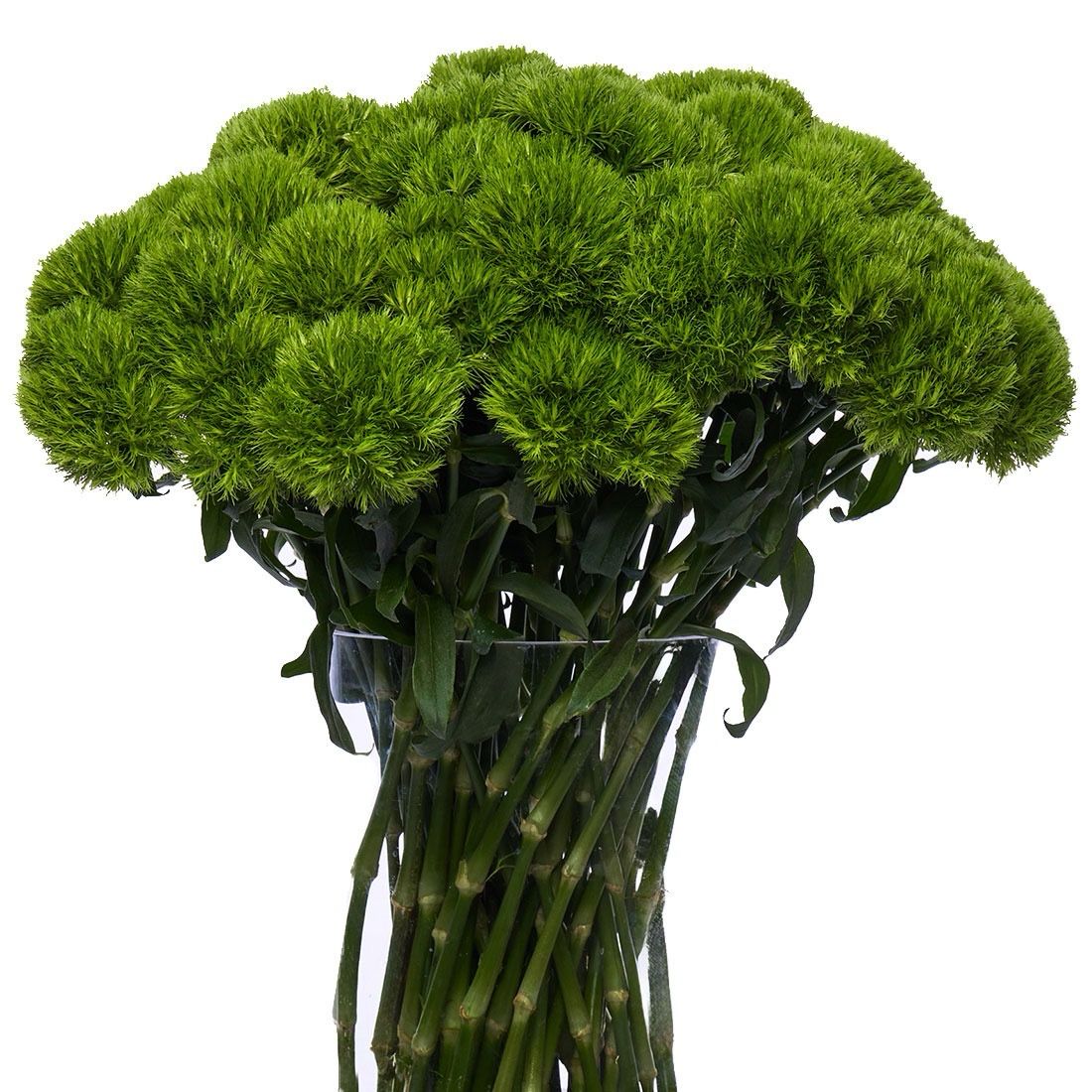 Green Ball Dianthus