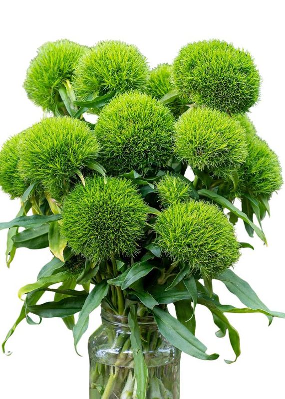 Green Ball Dianthus