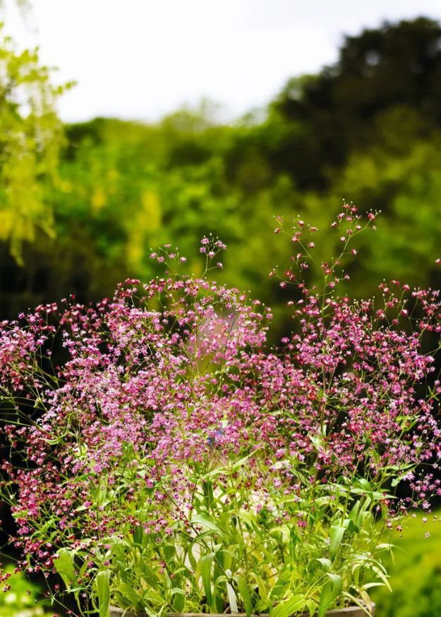 Paniculata Baby 's Breath (Gypsophila  My Pink)