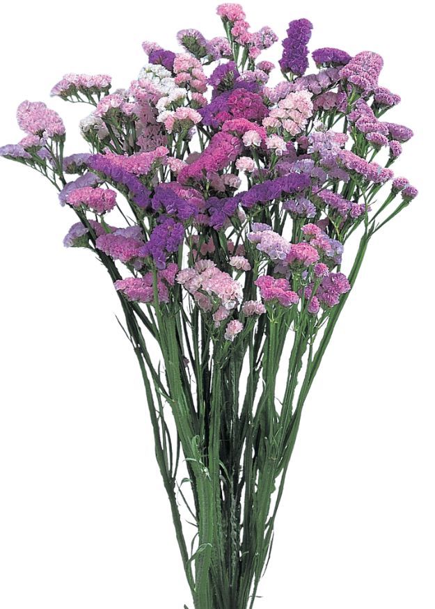 Statice Pastel Shades Mix (Limonium)