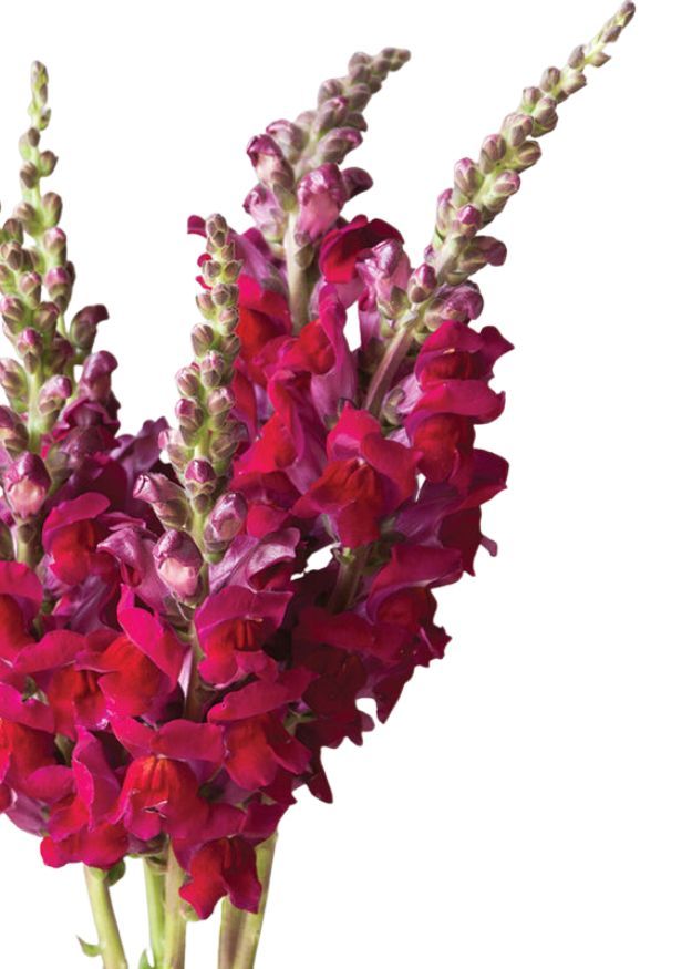 Snapdragon Potomac Red