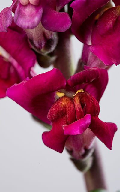 Snapdragon Potomac Red