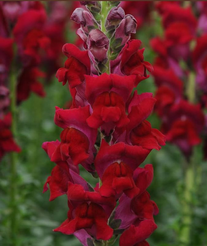 Snapdragon Potomac Red