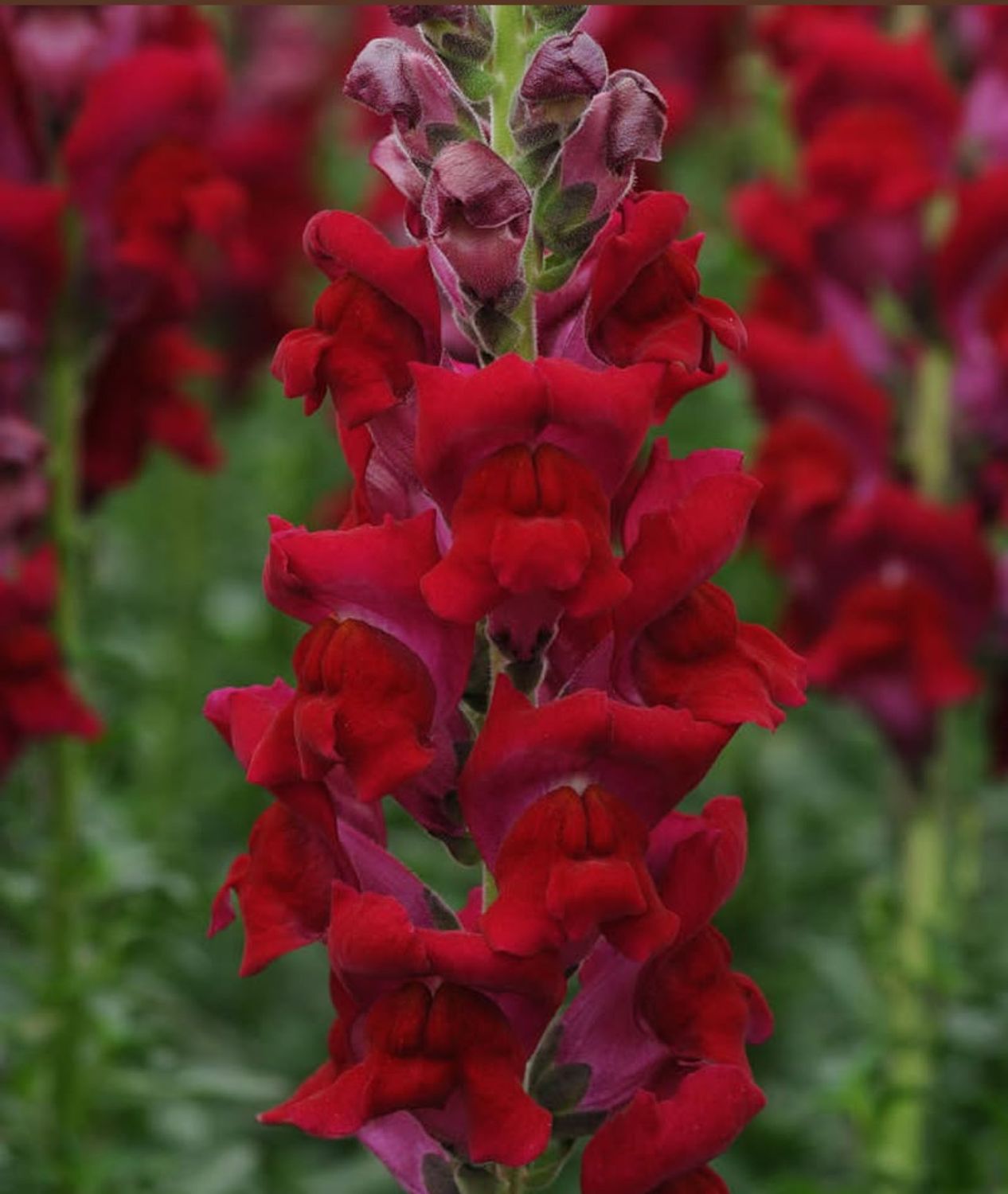 Snapdragon Potomac Red