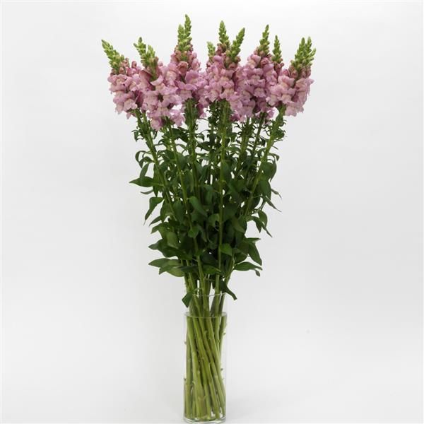 Snapdragon Potomac Lavender