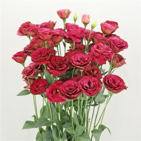 Lisianthus Arosa 3 Red