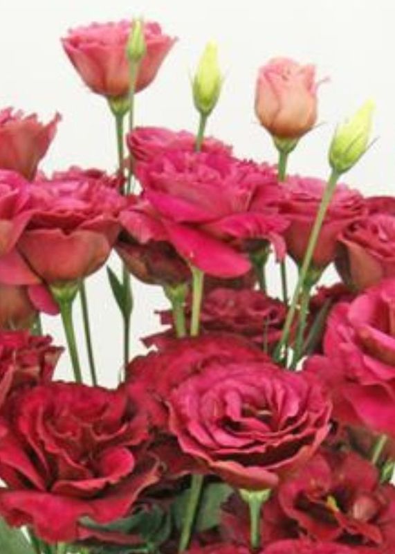 Lisianthus Arosa 3 Red