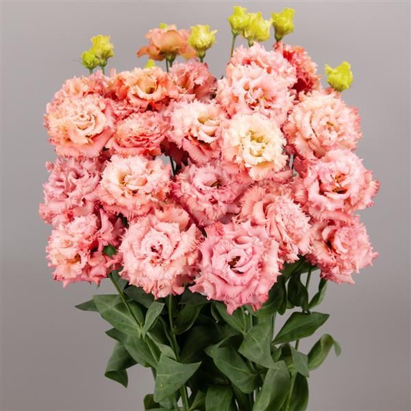 Lisianthus Celeb 2 Salmon Pink