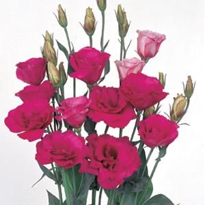 Lisianthus Mariachi Carmine