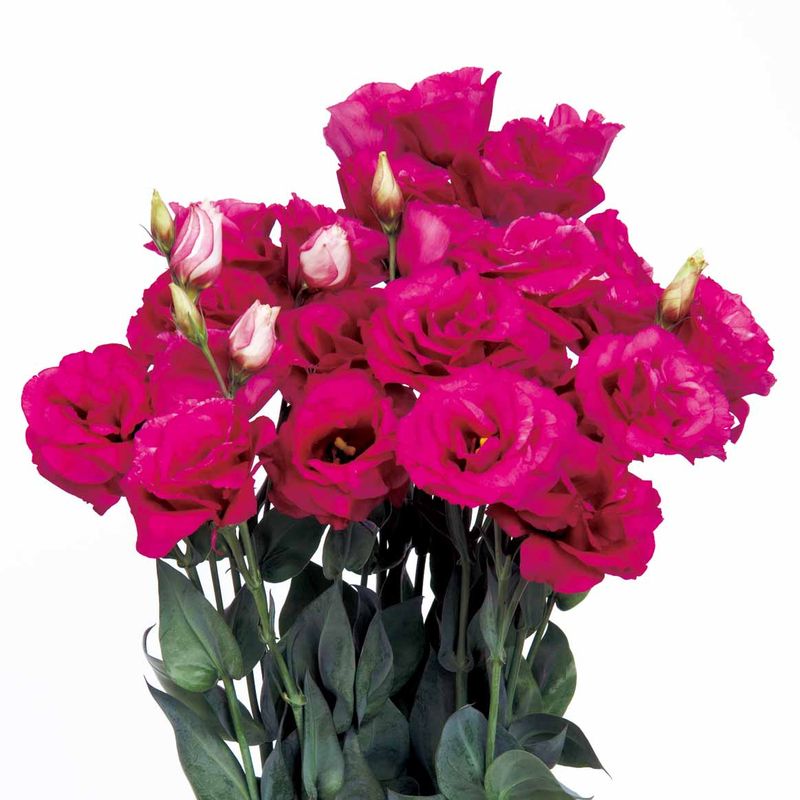 Lisianthus Mariachi Carmine