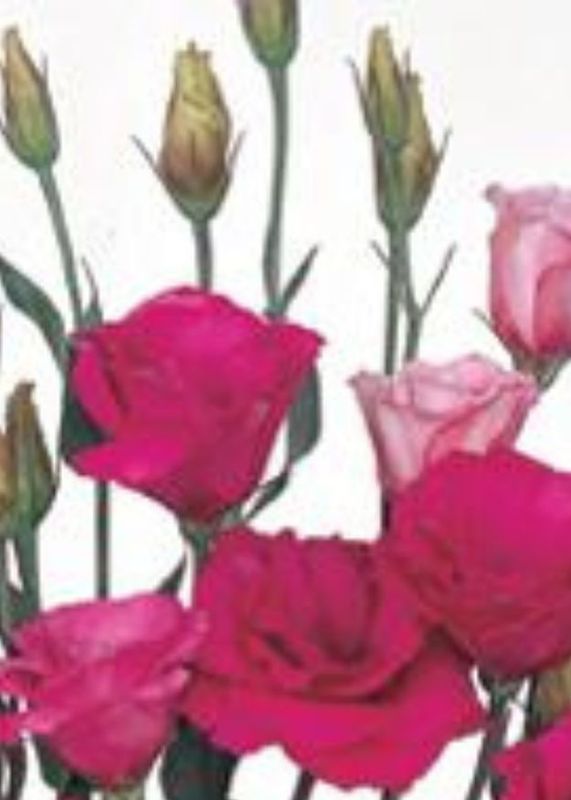 Lisianthus Mariachi Carmine