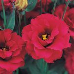 Lisianthus Arena 3 Red