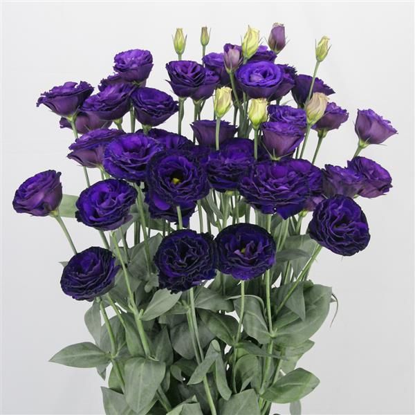 Lisianthus Arosa 3 Violet