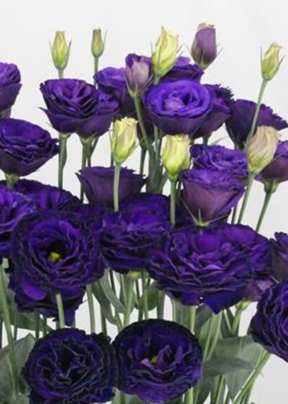 Lisianthus Arosa 3 Violet