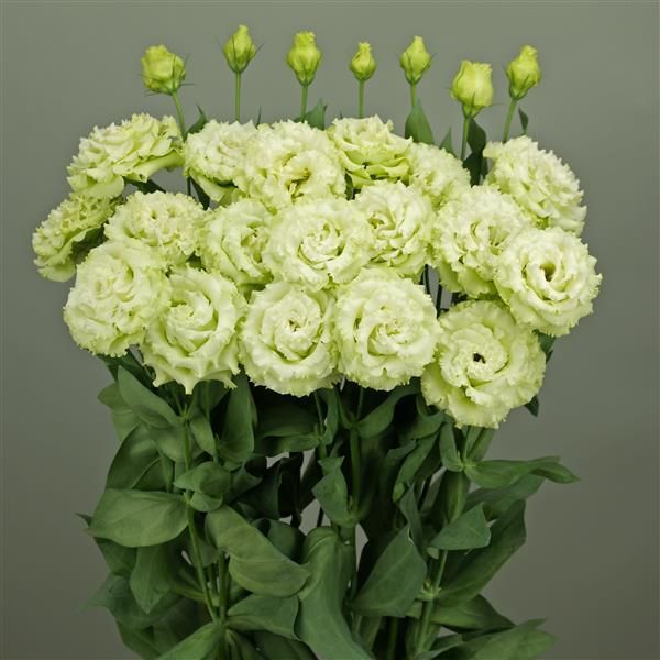 Lisianthus Celeb 2 Green