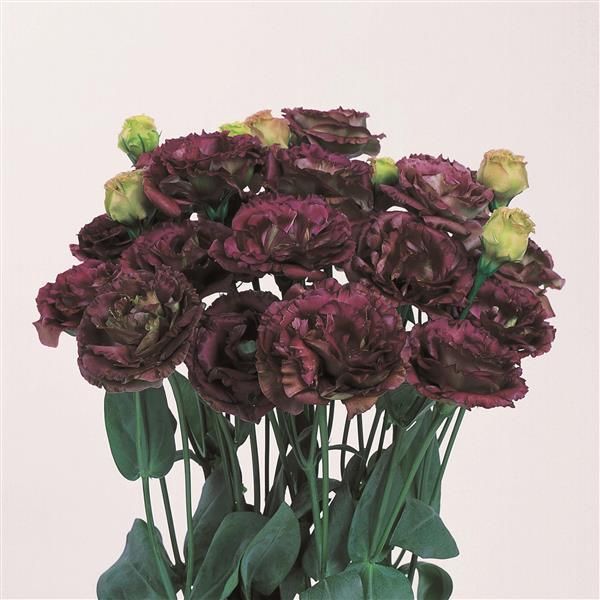 Lisianthus Rosanne 3 Brown