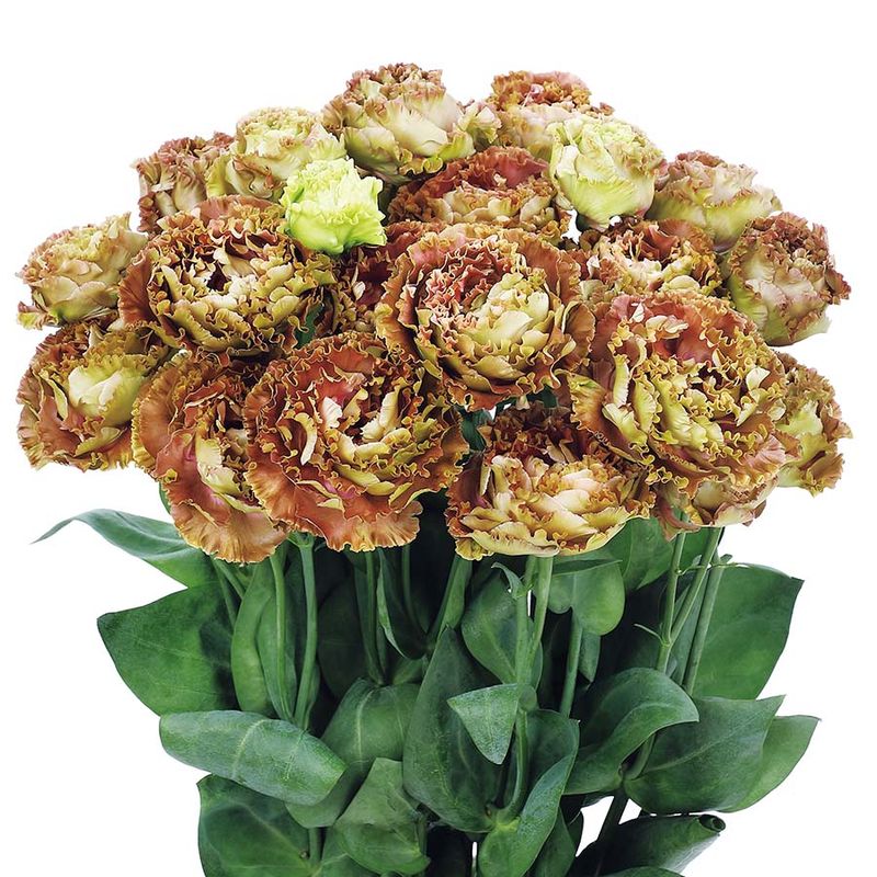 Lisianthus Rosanne 2 Terracota