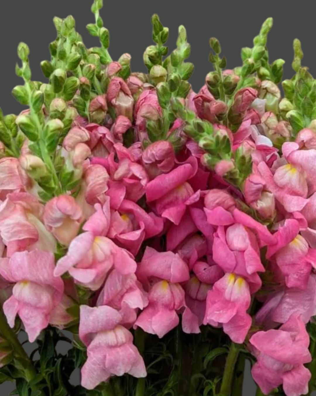 ROCKET ROSE SNAPDRAGONS