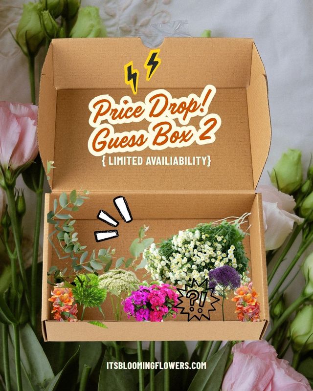 GUESS BOX 2 Blooming box