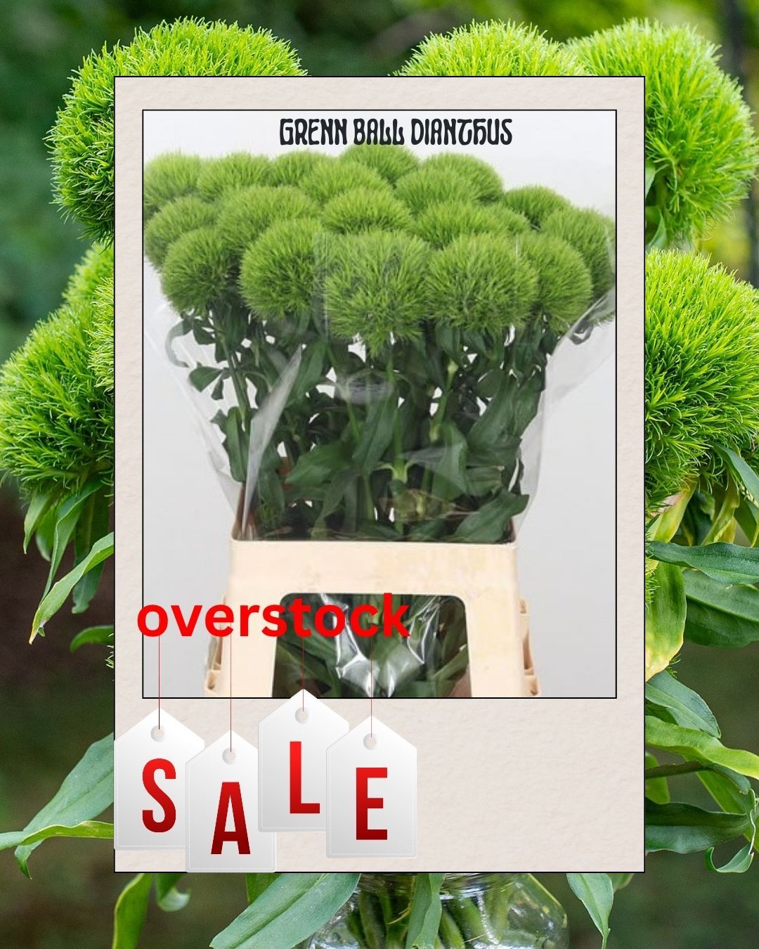 Green Ball Dianthus