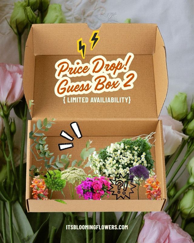 Snapdragon Guess box