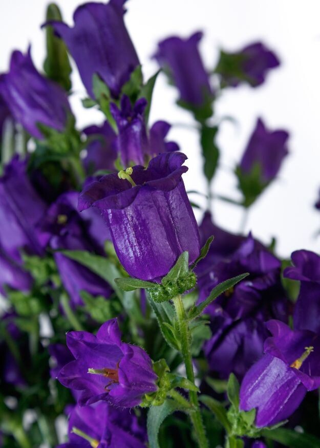 Campanula Champion II Blue